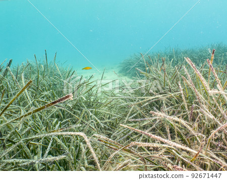 Seagrass at a sandy beach. Mediterranean holiday photo 92671447