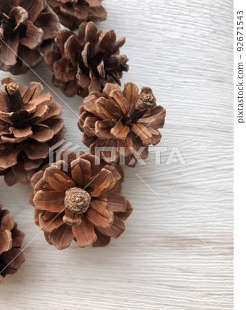 多個松果 92671543