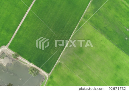 Green rice Fileds aerial view Thailand countryside 92671782