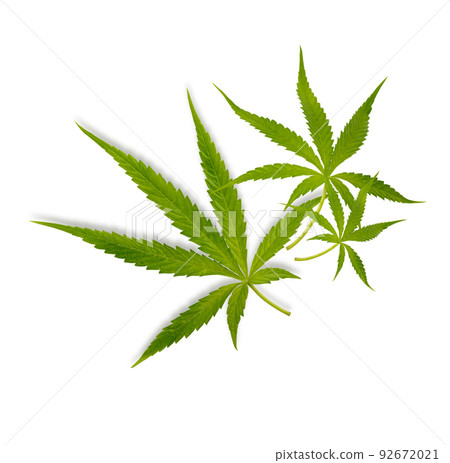 Marijuana trees for medical use are used separately isolated on white background Marijuana trees for medical use are used separately isolated on white background 92672021