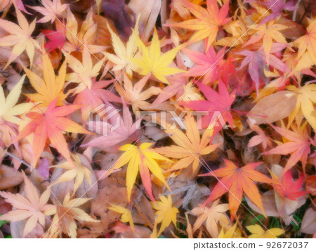 Image of fallen maple leaves with autumn leaves/yellow leaves ~ Pale colors ~ Soft focus 92672037
