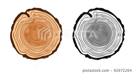 Round tree trunk cuts in various colors, sawn pine or oak slices, lumber. Saw cut timber, wood. Brown wooden texture with tree rings. Hand drawn sketch. Vector illustration 92672264
