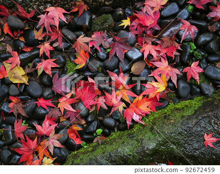 Image of maple leaves falling on the pebbles in the garden 92672459