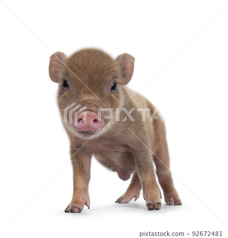 Red mini piglet on white background Red mini piglet on white background 92672481