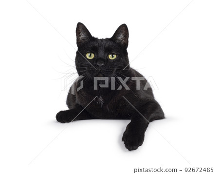 Black cat on white background 92672485