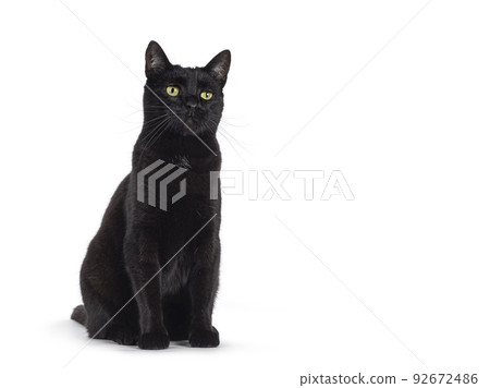 Black cat on white background 92672486