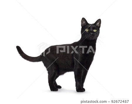 Black cat on white background Black cat on white background 92672487