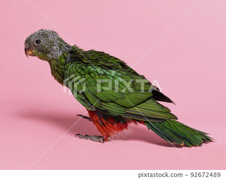 Australian King Parrot on pink background Australian King Parrot on pink background 92672489
