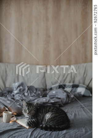 funny scottish straight cat lying in a bed with a book, cozy home atmosphere. funny scottish straight cat lying in a bed with a book, cozy home atmosphere. 92672765