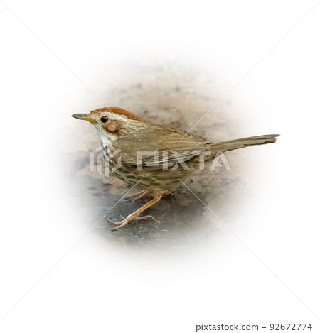 Puff-throated Babbler perching on ground looking into a distance Puff-throated Babbler perching on ground looking into a distance 92672774