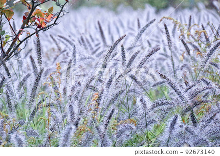 下著毛毛雨的千鶴芝殖民地 92673140