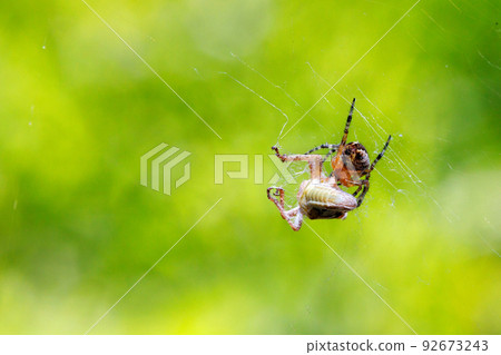 The spider attacks its prey, a locust grasshopper, and wraps it in webs. 92673243