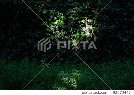 Ivy plants and sunlight filtering through the trees along the river 92673442