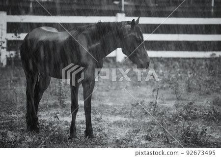 rainfall at countryside meadow field with domestic horse rainfall at countryside meadow field with domestic horse 92673495