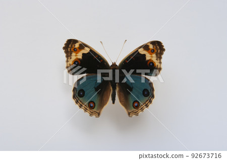 Specimens of butterflies, Aotatatehamodoki 92673716