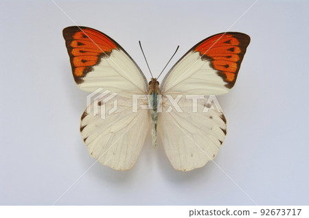 Specimens of butterflies, trumpet butterfly Specimens of butterflies, trumpet butterfly 92673717