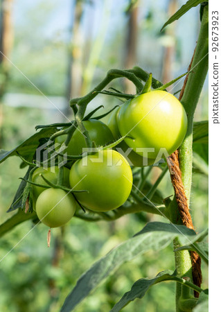 A branch with green tomatoes on a plantation of tomato plants in a greenhouse. A branch with green tomatoes on a plantation of tomato plants in a greenhouse. 92673923