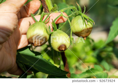 Tomato disease. Green tomatoes rot on a branch in a rural garden on a sunny day. Tomato disease. Green tomatoes rot on a branch in a rural garden on a sunny day. 92673924