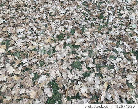 Faded dead leaves on one side 92674559