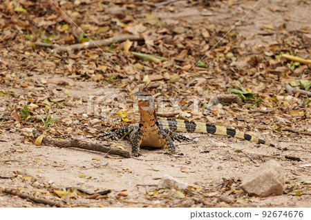 A small Asian water monitor (Varanus salvator) raise his head and looking for something on the ground A small Asian water monitor (Varanus salvator) raise his head and looking for something on the ground 92674676
