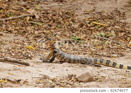 A small Asian water monitor (Varanus salvator) raise his head and looking for something on the ground 92674677