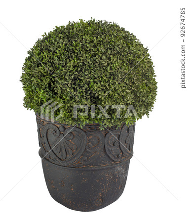 round shape shrub boxwood in tub round shape shrub boxwood in tub 92674785