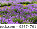 Blooming lavender flowers in a farmer's field 92674791