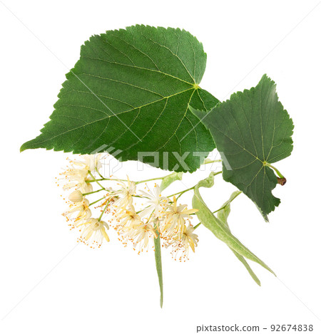 Linden flowers isolated on white background Linden flowers isolated on white background 92674838