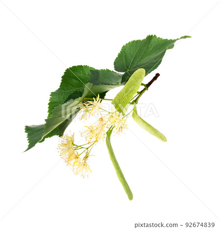 Linden flowers isolated on white background Linden flowers isolated on white background 92674839