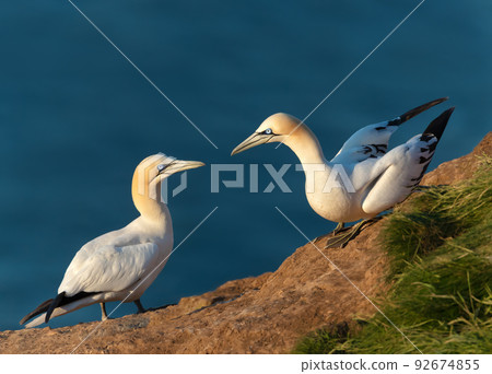 Close up of bonding Northern gannets on a cliff by the North sea 92674855