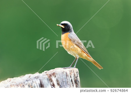 Common Redstart perched on a tree trunk against green background 92674864