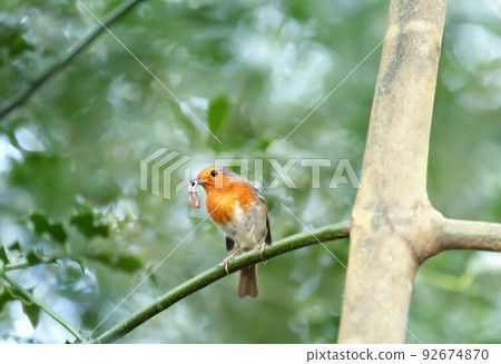 European Robin perched on a tree branch with worm in its beak European Robin perched on a tree branch with worm in its beak 92674870