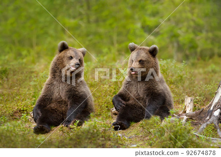 Close up of playful European brown bear cubs in the woods of Finland Close up of playful European brown bear cubs in the woods of Finland 92674878