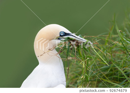 Northern gannet with nesting material in the beak 92674879
