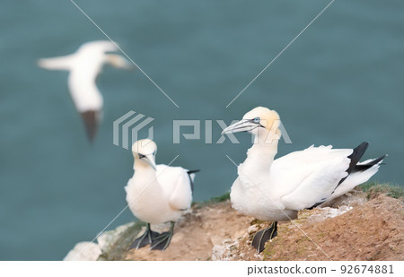 Northern gannets on a cliff by the North sea 92674881