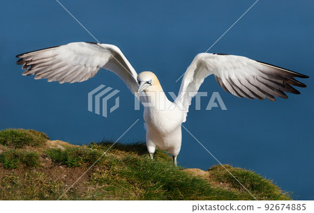 Northern gannet with open wings against blue background 92674885