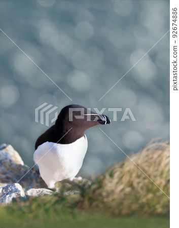 Close up of Razorbill perched on the cliffs 92674886