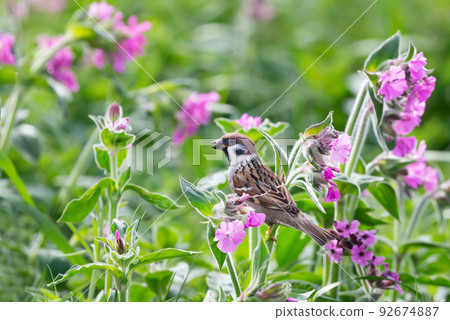 Eurasian tree sparrow perched on pink campion flowers Eurasian tree sparrow perched on pink campion flowers 92674887