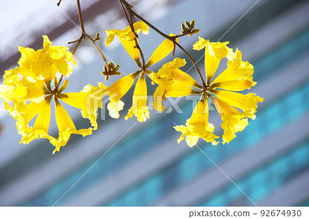 巴西國花 Ipe 盛開在聖保羅市 92674930