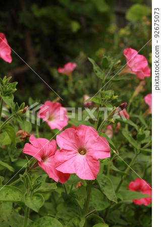 pink petunia in the garden 92675073