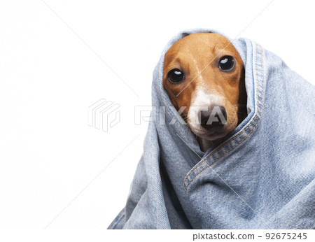 image of dog jeans white background  92675245