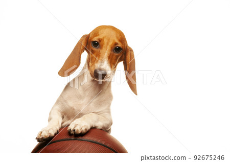 image of dog basketball white background  92675246