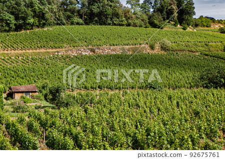 Vineyards on the hills near Bordeaux Vineyards on the hills near Bordeaux 92675761