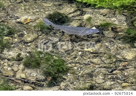 Stream rainbow trout in River Coln 92675814