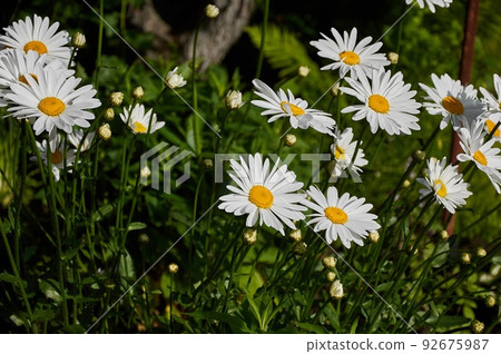 Common daisy, English chamomile. White flowers with a yellow core 92675987