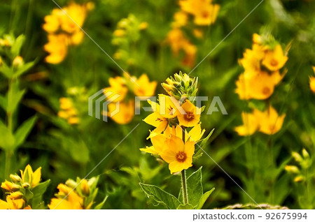 yellow verbnik flower in the home garden yellow verbnik flower in the home garden 92675994