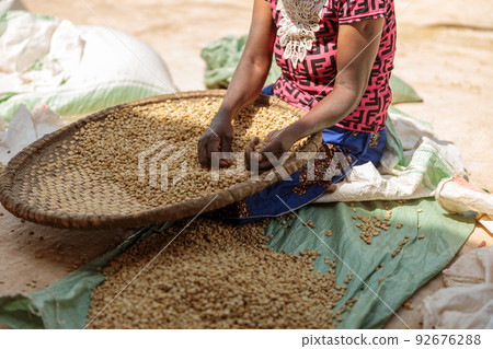 Female hands sorting coffee beans, using large wicker bowl 92676288