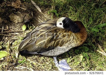 White-faced whistling or tree duck White-faced whistling or tree duck 92676641