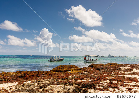 Beach full of sargassum algae. Sargassum seaweeds Caribbean ecological problem. 92676678