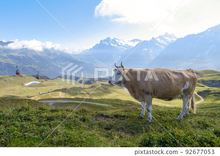 Mannlichen landscape (Jungfrau, Switzerland) 92677053